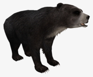 Florida Short-faced Bear - Zt2 Short Faced Bear