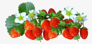 Strawberries, Fruit, Food, Flowers, Summer, Natural - Flores E Frutas Png