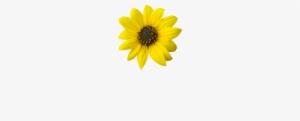 Harris Garden Cards - Sunflower