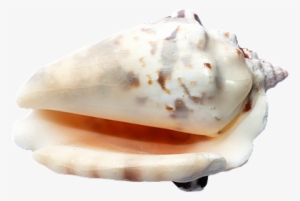 Sea, Shells, Ocean, Beach, Vacation - Sea Shells Image Transparent Background