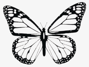 Butterfly Png Library - Transverse: Poetry About Being Transgender