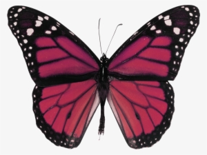 Read It - Red Butterfly