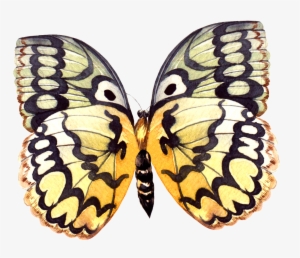 This Product Design Is Hand Painted A Butterfly Specimen - Portable Network Graphics