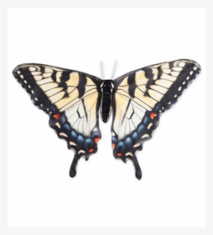 $28 - - Butterfly