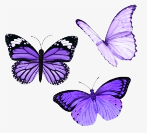 Largest Collection Of Free To Edit Butterfly Land Stickers - Naturalhistorydirect | Four Framed Butterflies | Entomology