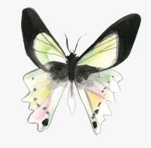 Butterfly Web-2018