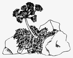 Desert Computer Icons Plants Floral Design Drawing - Clip Art