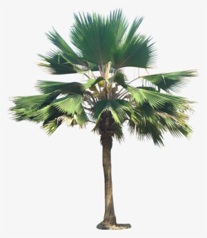 Palm Tree Png, Palm Trees, Plant Images, Plant Pictures, - Pritchardia Pacifica Png