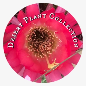 Desert Plant Collection - Desert Plant Collection, Nursery