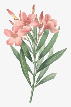 Download At - Oleander Botanical Print