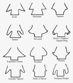 Flaking Types Or Styles - Shoulder Types