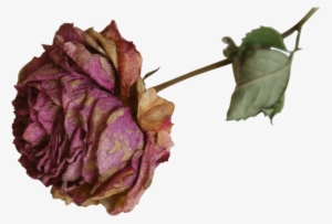 Dried Flower Rose Precut - Dry Flower Png
