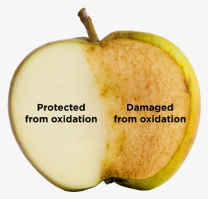 Versions Of This Oxidative Damage Are Happening All - Oxidized Fruit
