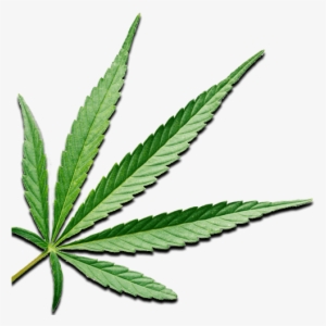Ideal Cbd - Welcome - Cannabis