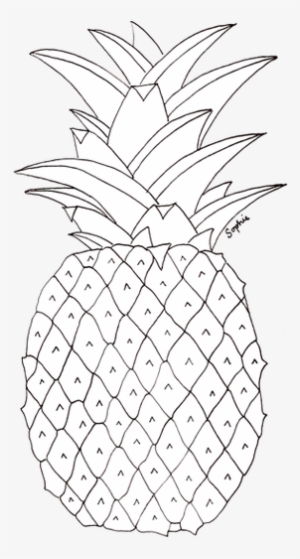 Pineapple Tumbl Pineapple Tumblr Transparent Zoefrances - Pineapple Pictures To Colour