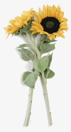 Sunflowers - Dead Sunflower Png