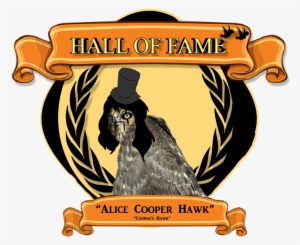 Cooper's Hawk Clipart Transparent - Cooper's Hawk