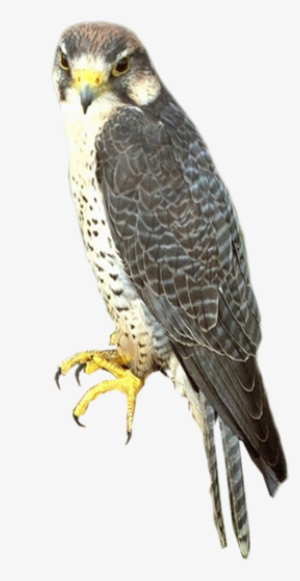 Falcon Png - Sharp Shinned Hawk Png