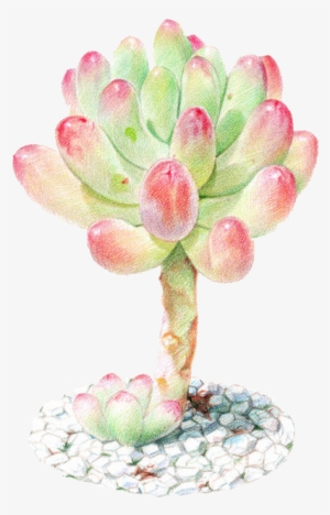 Succulent Plant Watercolor Painting Colored Pencil - Colored Pencil