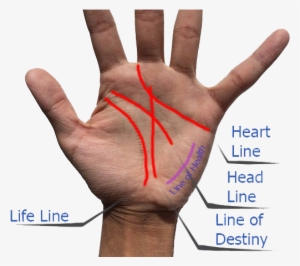 They Are Line Of Heart, Line Of Destiny, Line Of Head - Can You Get Arthritis From Cracking Your Finger