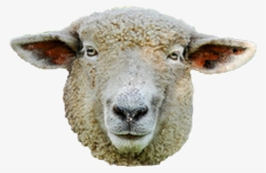 Sheep Head Png Svg Royalty Free Library - Sheep
