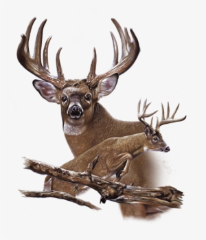 Wildlife Fabric, Deer Fabric, Custom Print Panel, Hunting