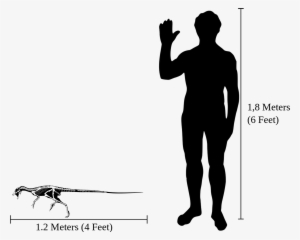 File Human Heterodontosaurus Size Comparison Png Wikimedia - Dire Wolf Size