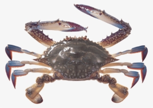 Free Png Crab Png Images Transparent - Crab Png