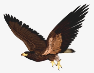 Hawk Png Clipart Picture - Hawk Clip Art