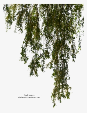 Willow Branch Png - Willow Tree Branches Png