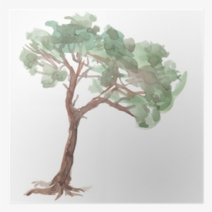 Pine Tree On A White Background - Watercolor Painting