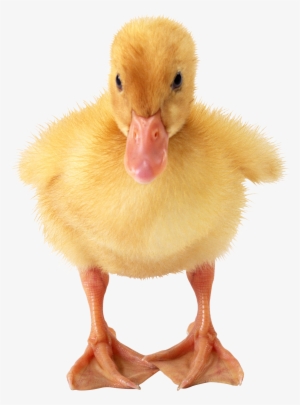 Little Duck Png - Duckling Png