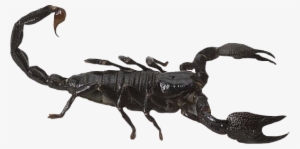 Scorpion Png - Scorpion Transparent Background