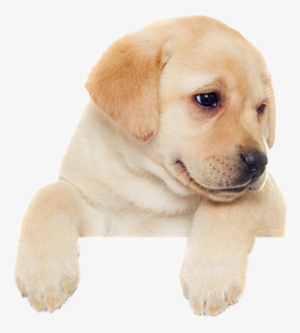 Puppy $30 - Labrador Retriever