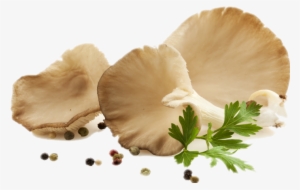 Mushroom Download Png Image - Oyster Mushroom Png