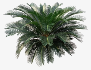 House Plant Png - Sago Palm Png