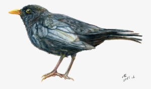 Blackbird, Watercolour Pencil Drawing - British Bird Pencil Drawing