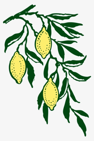 Branch