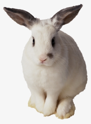 Rabbit Png, Rabbit Clipart, Bunny, Clip Art, Animals, - Transparent Background Rabbit Transparent