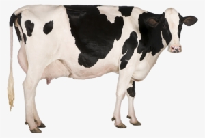 Dairy Cow Png Image - Cow Stock