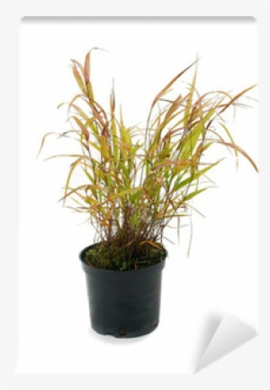 Ornamental Grass Hakonechloa Macra Wall Mural • Pixers® - Hakonechloa