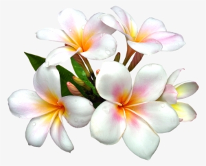 White Large Png Flower Clipart - Flowers In St Martin