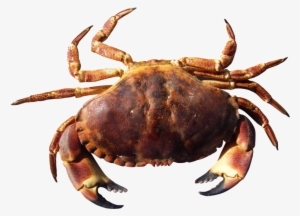 Crab Png Hd - Crab Png