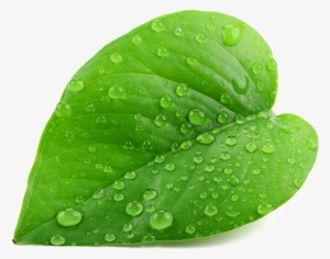 Green Leaf Png - Leaf With Water Drop