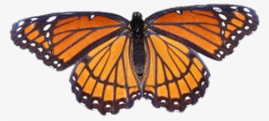Monarch Butterfly - Transparent Background Butterfly Transparents Orange