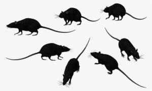 Rat Png Transparent Image - Black Rat Png