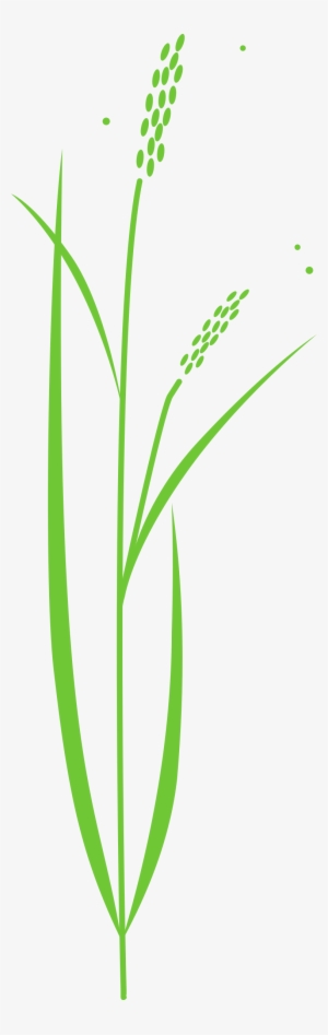 Rice Big Image Png - Drawing Of Rice Plant