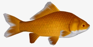 Common Goldfish 11 - Goldfish