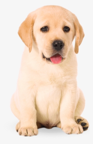 Hd Puppy Png