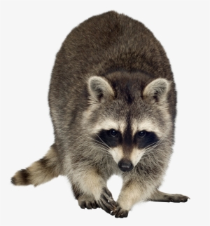 Raccoon Png Free Download